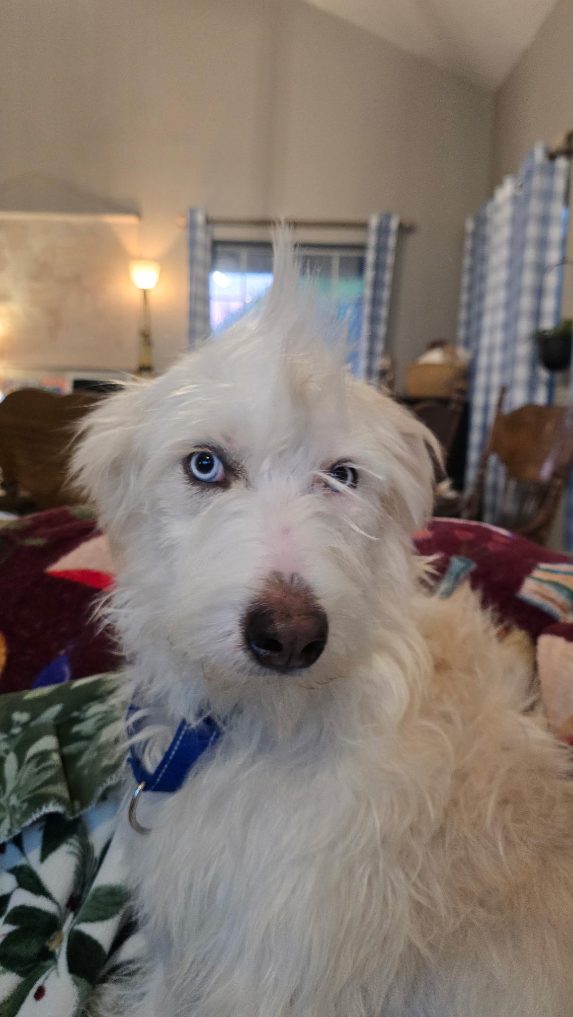 Enlarge Pinky, a Adoptable mixed breed in Petaluma, CA image 4/4