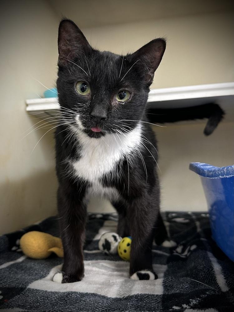 Ramen, Adoptable, Young Female Domestic Short Hair.