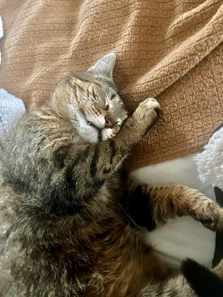 Enlarge Lucky Loonie, a Adoptable Domestic Short Hair in Arthur, ON image 1/6