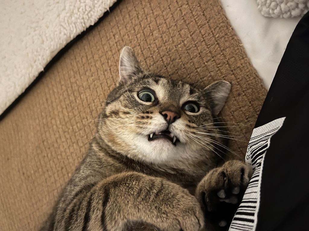 Enlarge Lucky Loonie, a Adoptable Domestic Short Hair in Arthur, ON image 2/6