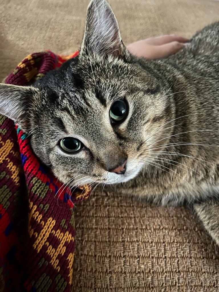 Enlarge Lucky Loonie, a Adoptable Domestic Short Hair in Arthur, ON image 3/6