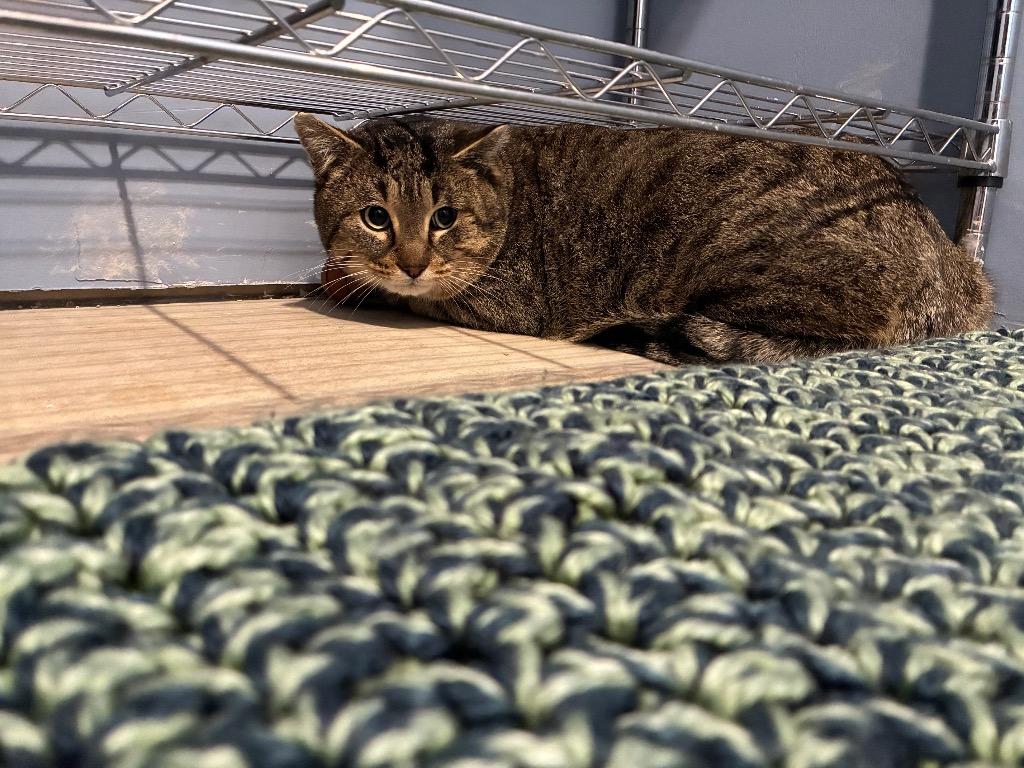 Enlarge Lucky Loonie, a Adoptable Domestic Short Hair in Arthur, ON image 4/6