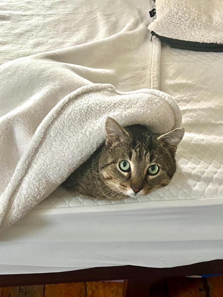 Enlarge Lucky Loonie, a Adoptable Domestic Short Hair in Arthur, ON image 5/6