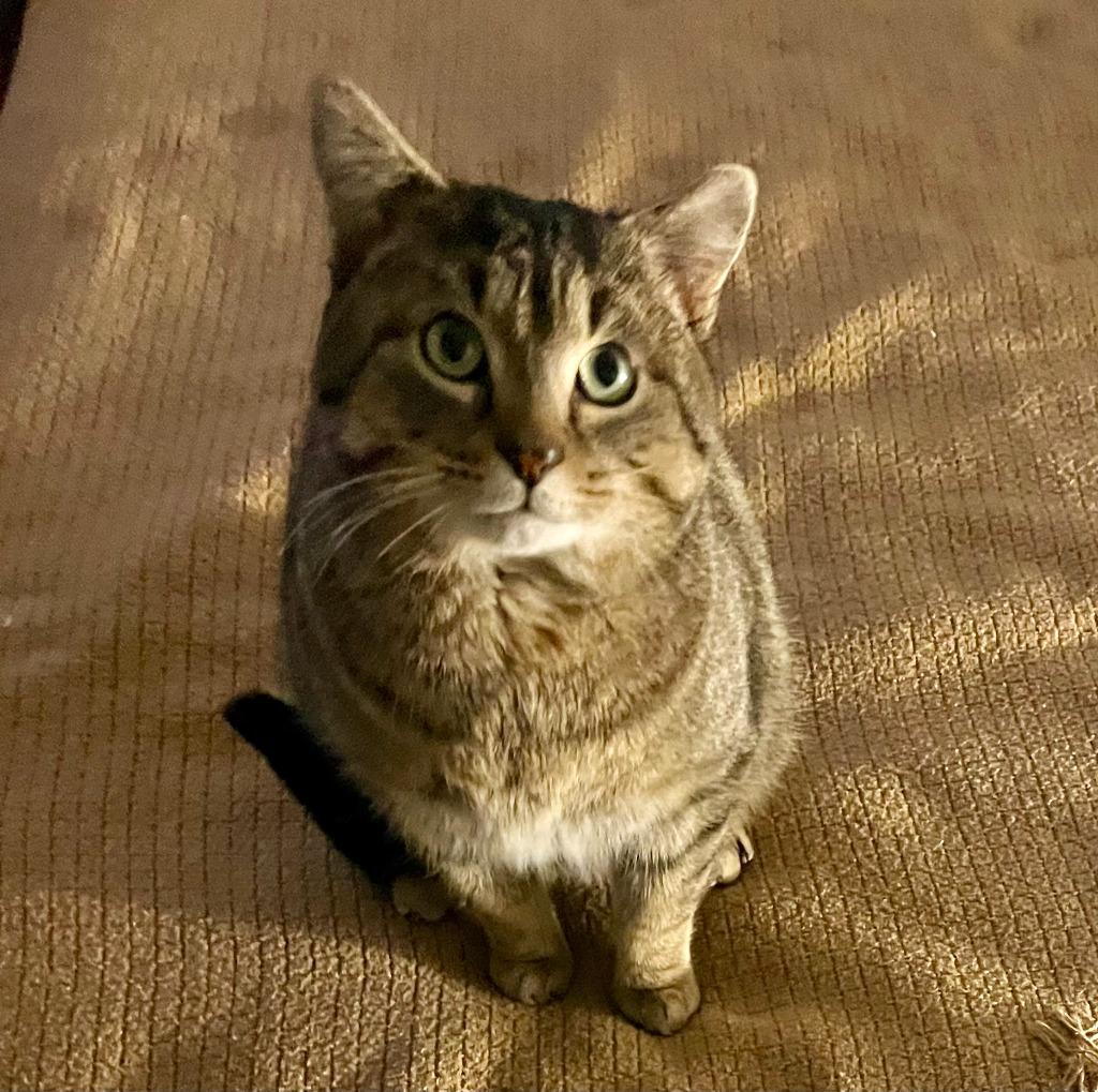 Enlarge Lucky Loonie, a Adoptable Domestic Short Hair in Arthur, ON image 6/6