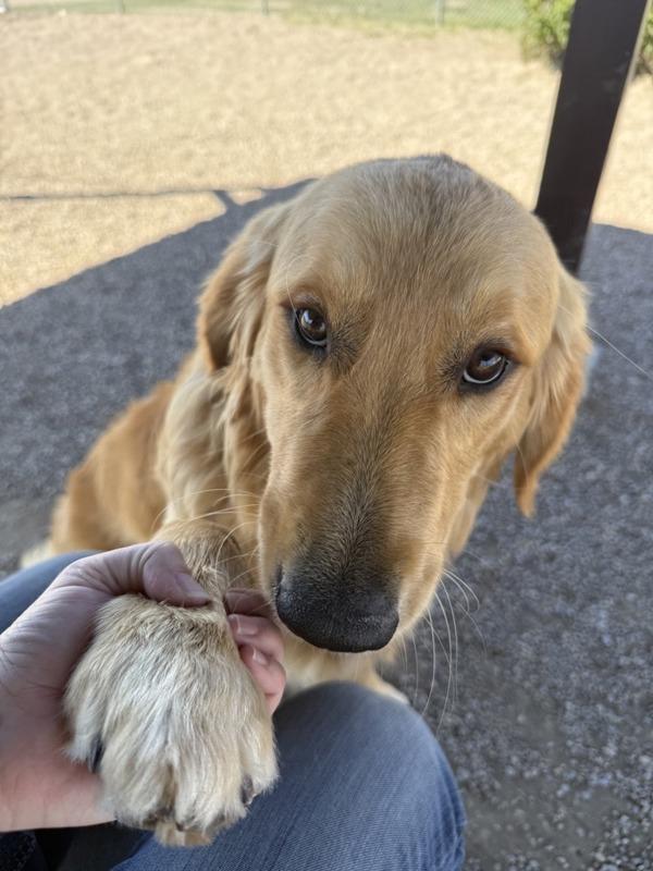Oakley, Adoptable, Adult Male Mixed Breed.