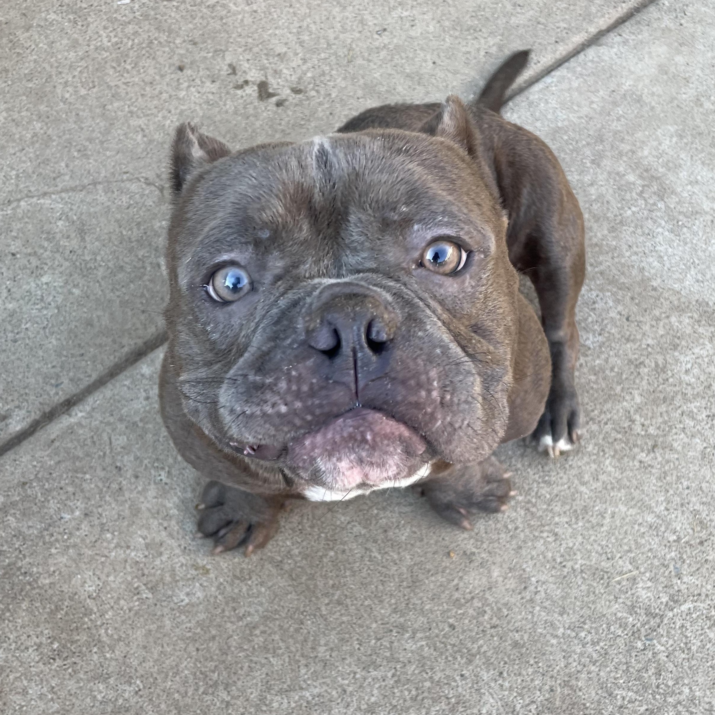 Enlarge Charlie, a Adoptable American Bully in Sacramento, CA image 2/5