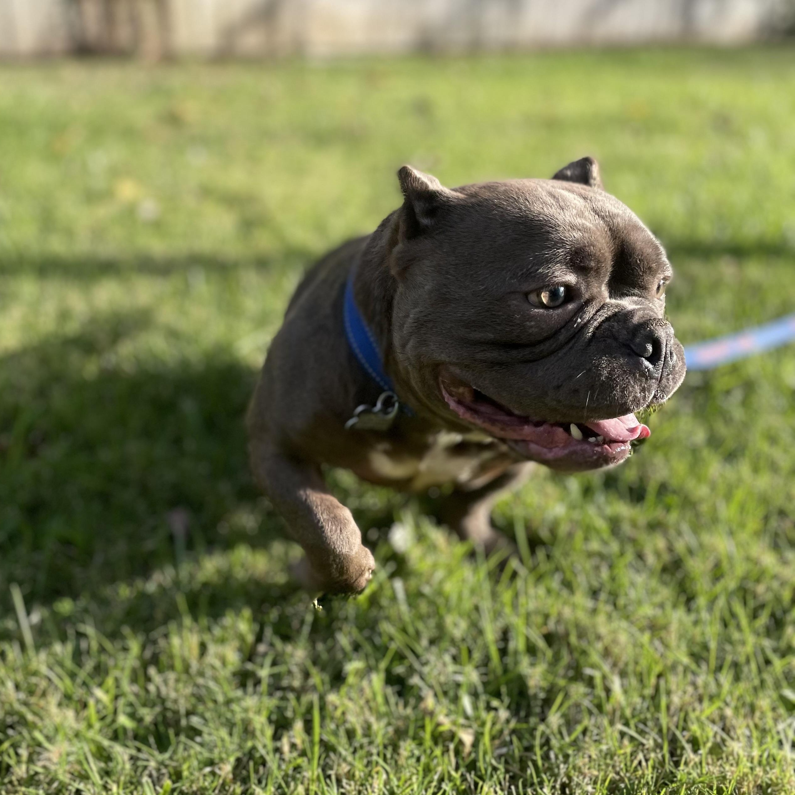 Enlarge Charlie, a Adoptable American Bully in Sacramento, CA image 3/5