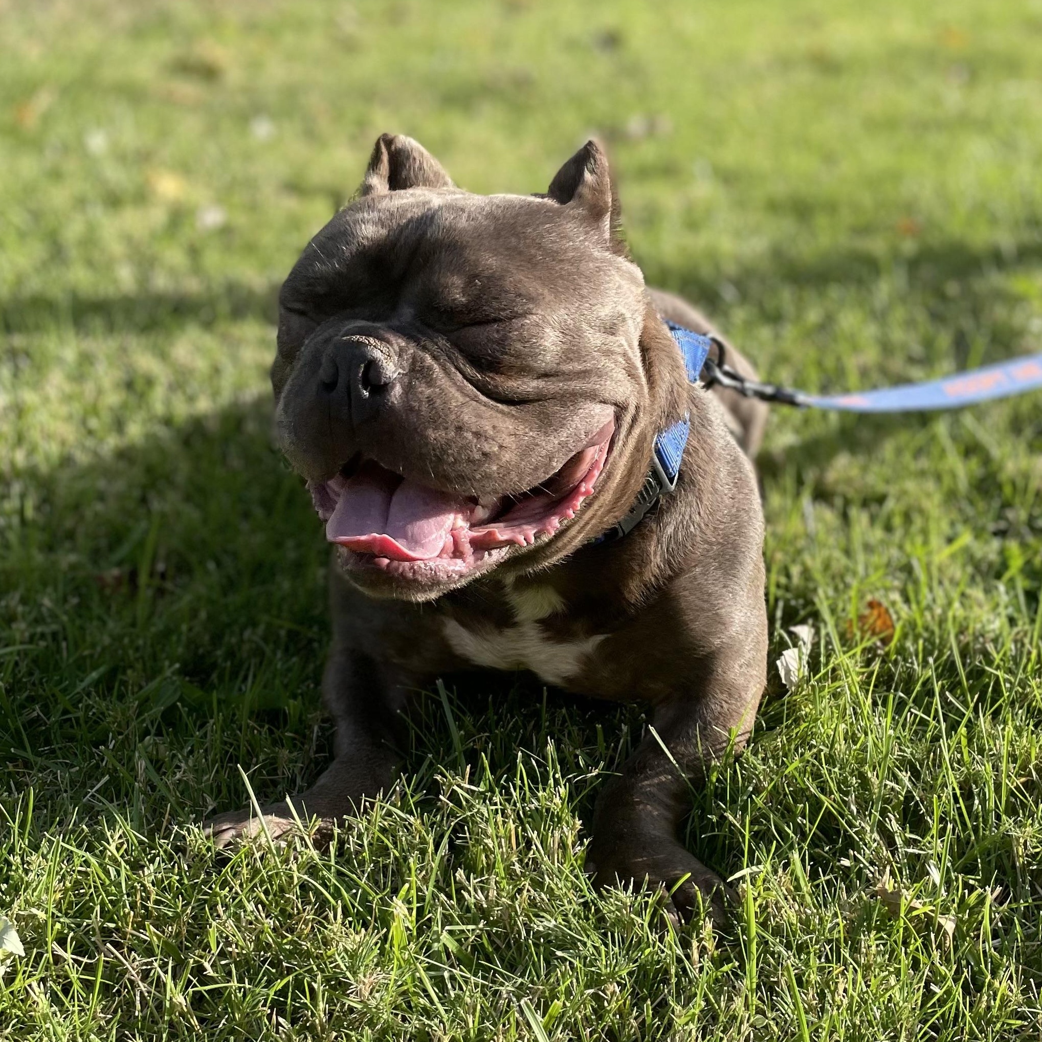 Enlarge Charlie, a Adoptable American Bully in Sacramento, CA image 4/5