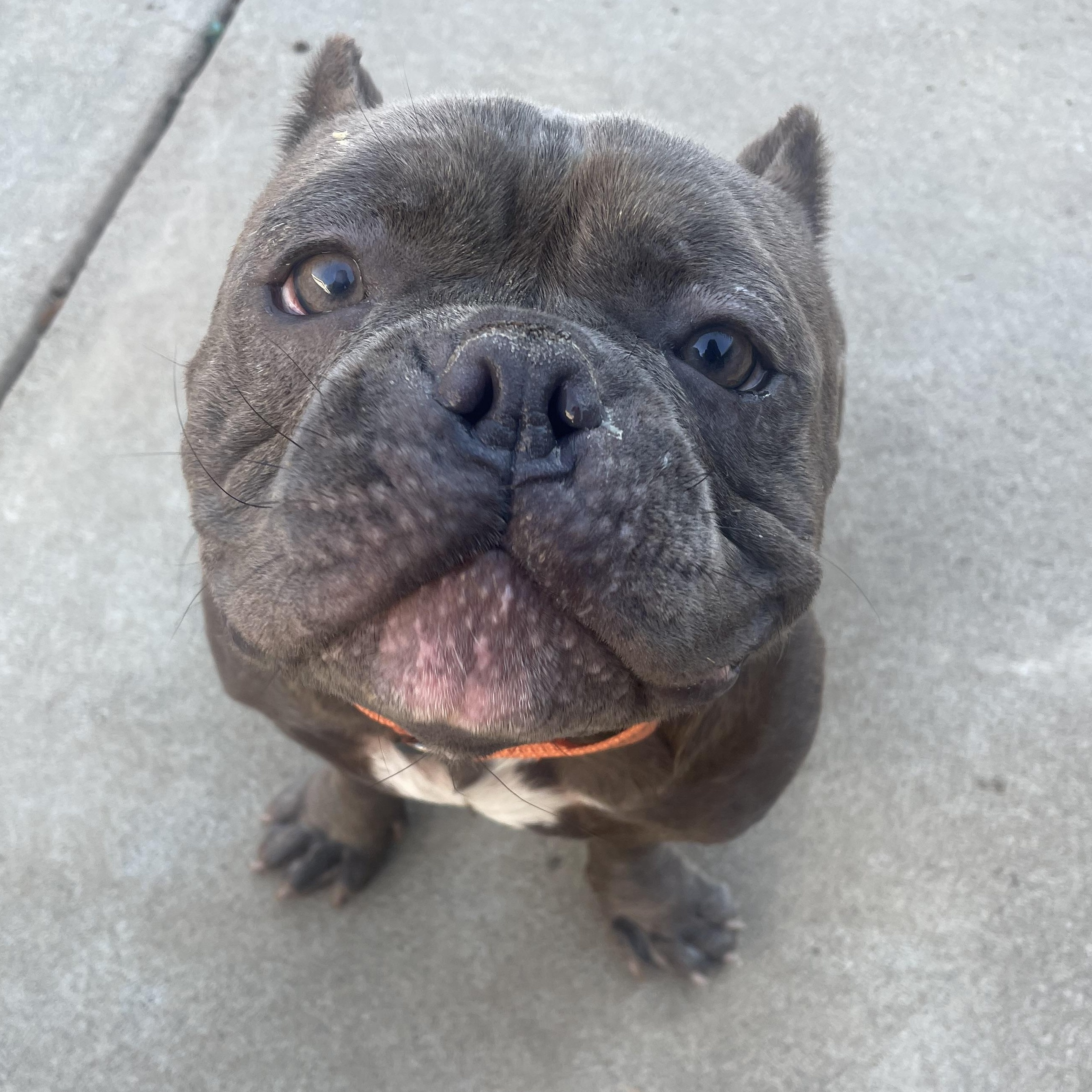 Charlie, Adoptable, Adult Male American Bully.