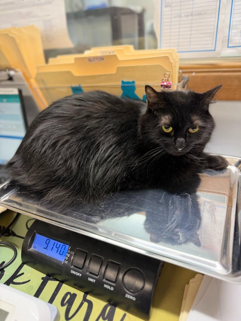 QUEEN, a Adoptable mixed breed in Algona, IA image 1/5