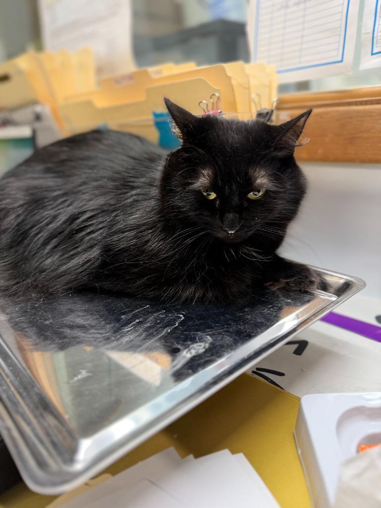 QUEEN, a Adoptable mixed breed in Algona, IA image 3/5