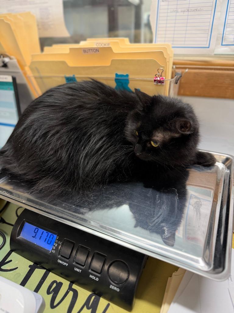 QUEEN, a Adoptable mixed breed in Algona, IA image 4/5