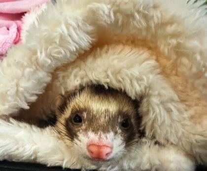Steve, Adoptable, Adult Male Ferret.