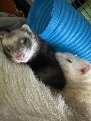 Enlarge Steve, a Adoptable Ferret in Eugene, OR image 3/3