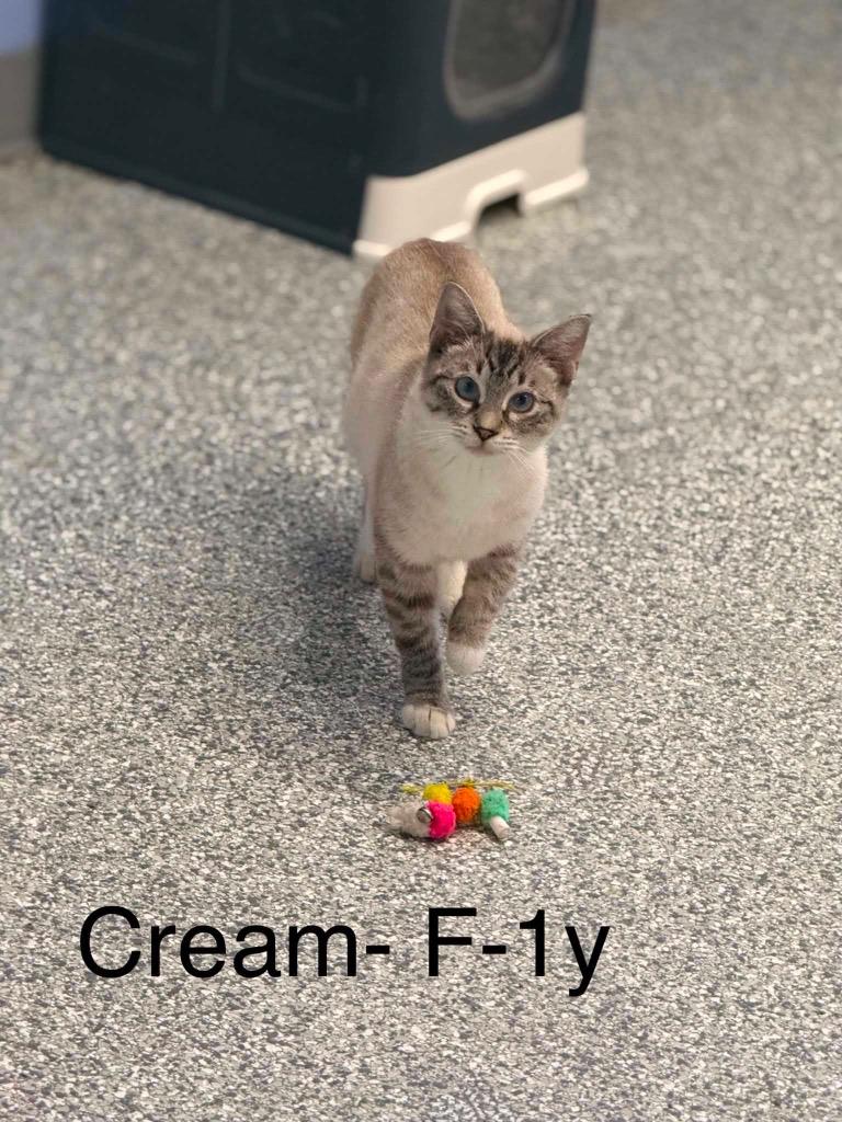 Cream, Adoptable, Young Female Domestic Short Hair.