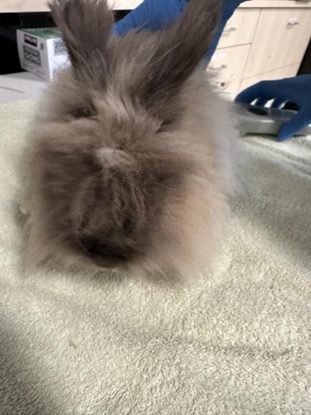 Emeka Egbuka - In Foster, Adoptable, Adult Female Angora Rabbit.
