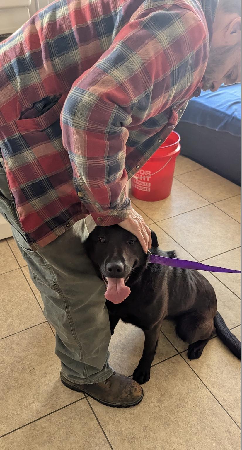 Enlarge Dahlia, a ADOPTABLE mixed breed in Floyd, VA image 4/4