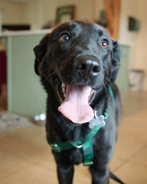Dahlia, a ADOPTABLE mixed breed in Floyd, VA image 1/6