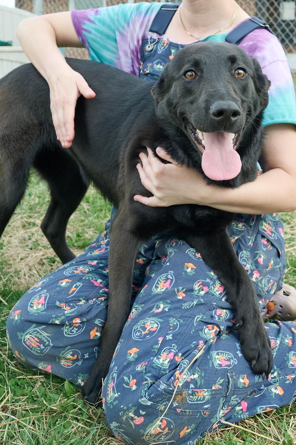 Enlarge Dahlia, a ADOPTABLE mixed breed in Floyd, VA image 4/6