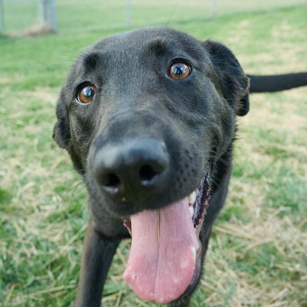 Enlarge Dahlia, a ADOPTABLE mixed breed in Floyd, VA image 2/6