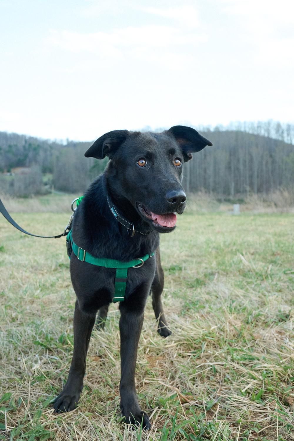 Dahlia, ADOPTABLE, Young Female German Shepherd Dog & Black Labrador Retriever.