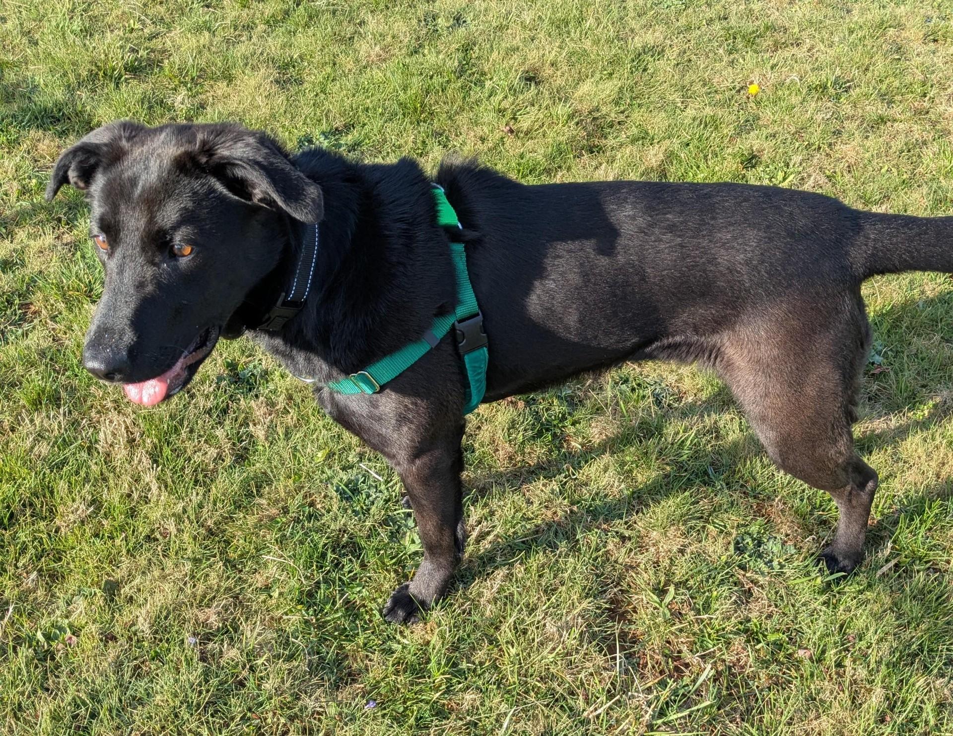 Enlarge Dahlia, a ADOPTABLE mixed breed in Floyd, VA image 1/4