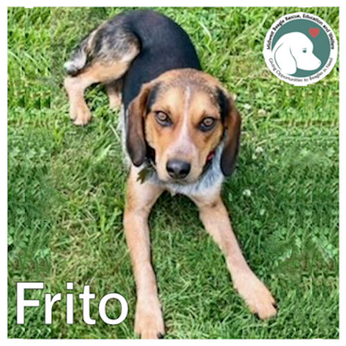 Frito, Adopted, Young Male Beagle.
