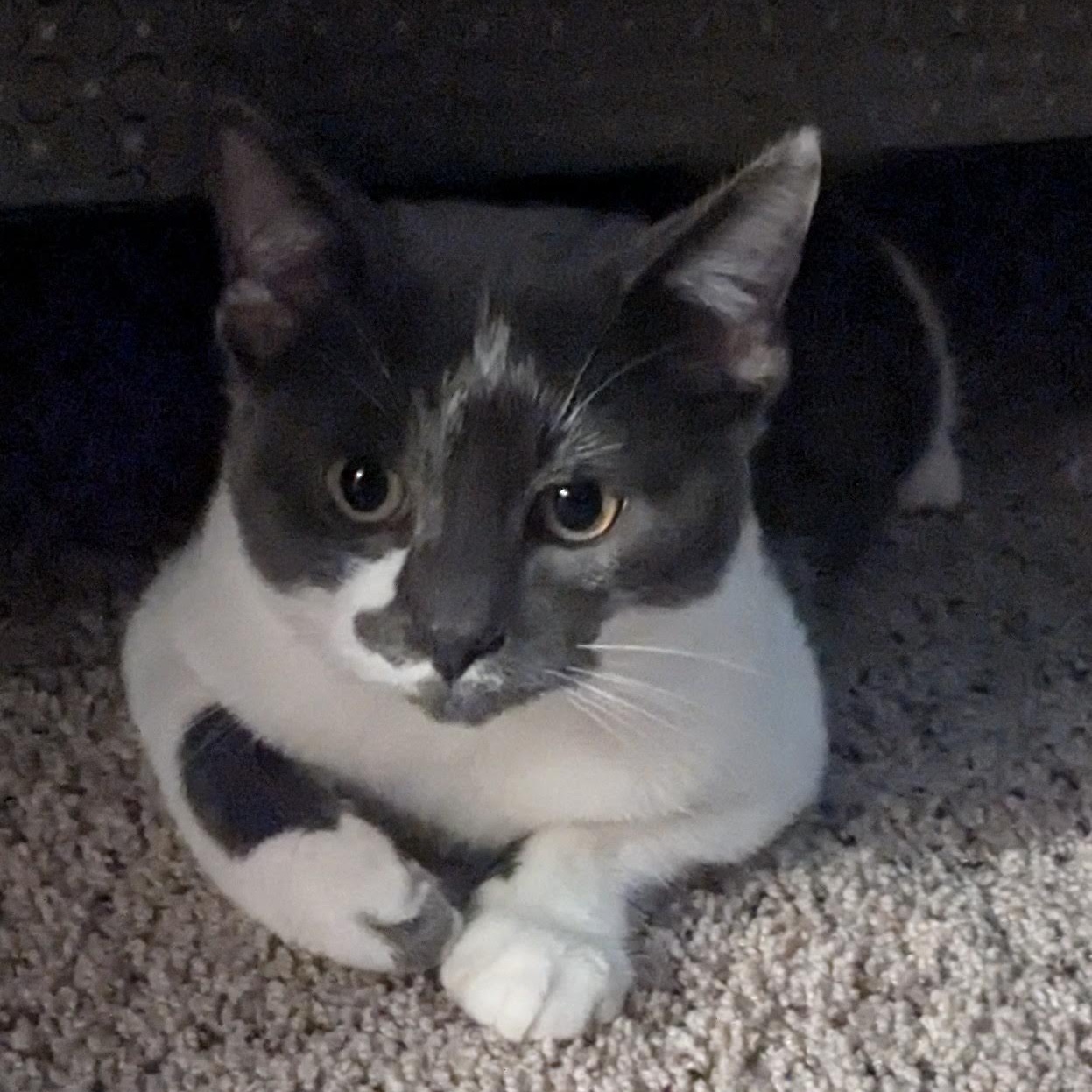 Enlarge Asher & Cinder (Bonded Pair), a Adoptable Domestic Short Hair in Plymouth, MN image 6/6