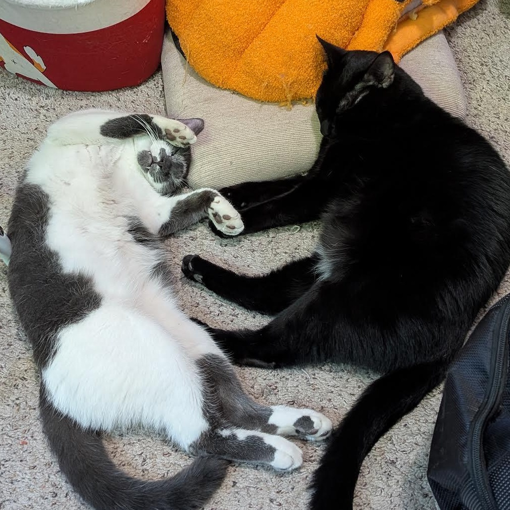 Asher & Cinder (Bonded Pair), an adoptable Domestic Short Hair in Plymouth, MN, 55442 | Photo Image 4