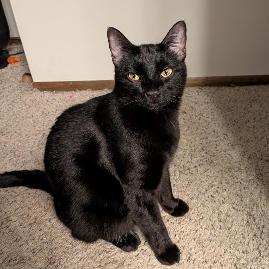 Asher & Cinder (Bonded Pair), an adoptable Domestic Short Hair in Plymouth, MN, 55442 | Photo Image 3