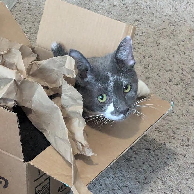 Enlarge Asher & Cinder (Bonded Pair), a Adoptable Domestic Short Hair in Plymouth, MN image 2/6