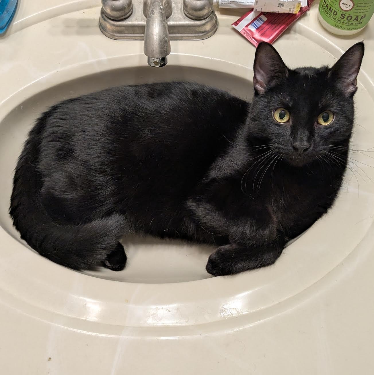 Enlarge Asher & Cinder (Bonded Pair), a Adoptable Domestic Short Hair in Plymouth, MN image 5/6