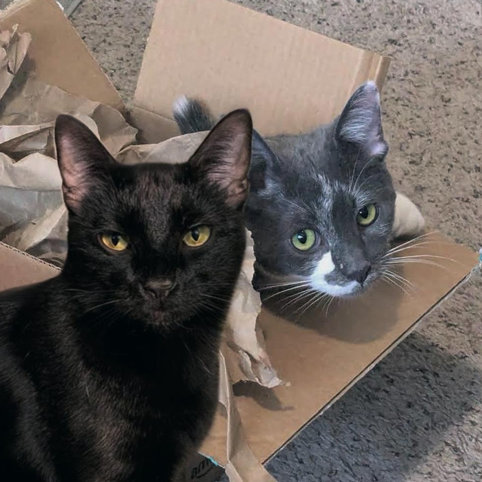 Asher & Cinder (Bonded Pair), an adoptable Domestic Short Hair in Plymouth, MN, 55442 | Photo Image 1