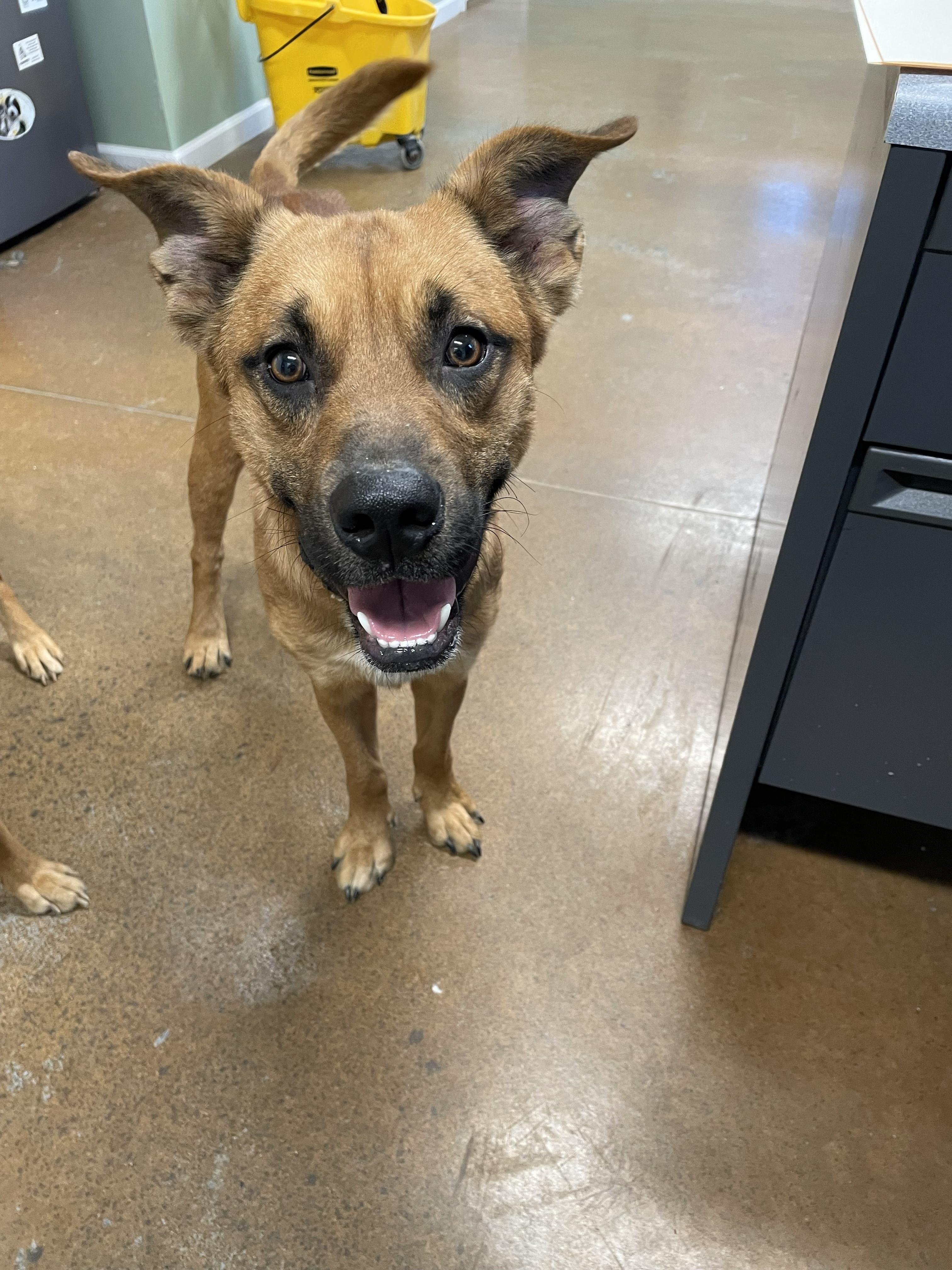 Enlarge Larry, a ADOPTABLE mixed breed in Boonville, MO image 1/1