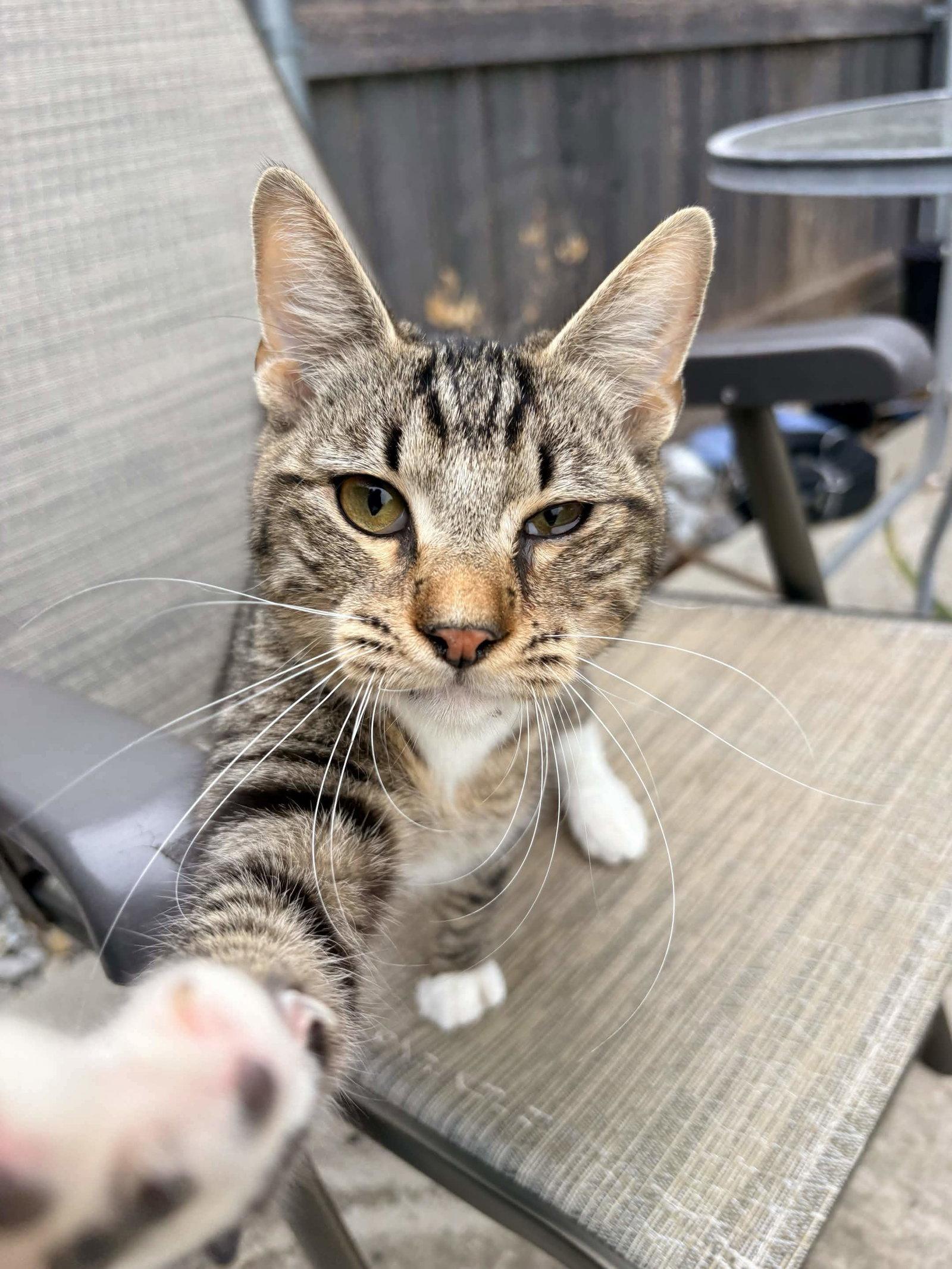 Enlarge Jules, a Adoptable Domestic Short Hair in Fort Worth, TX image 1/3