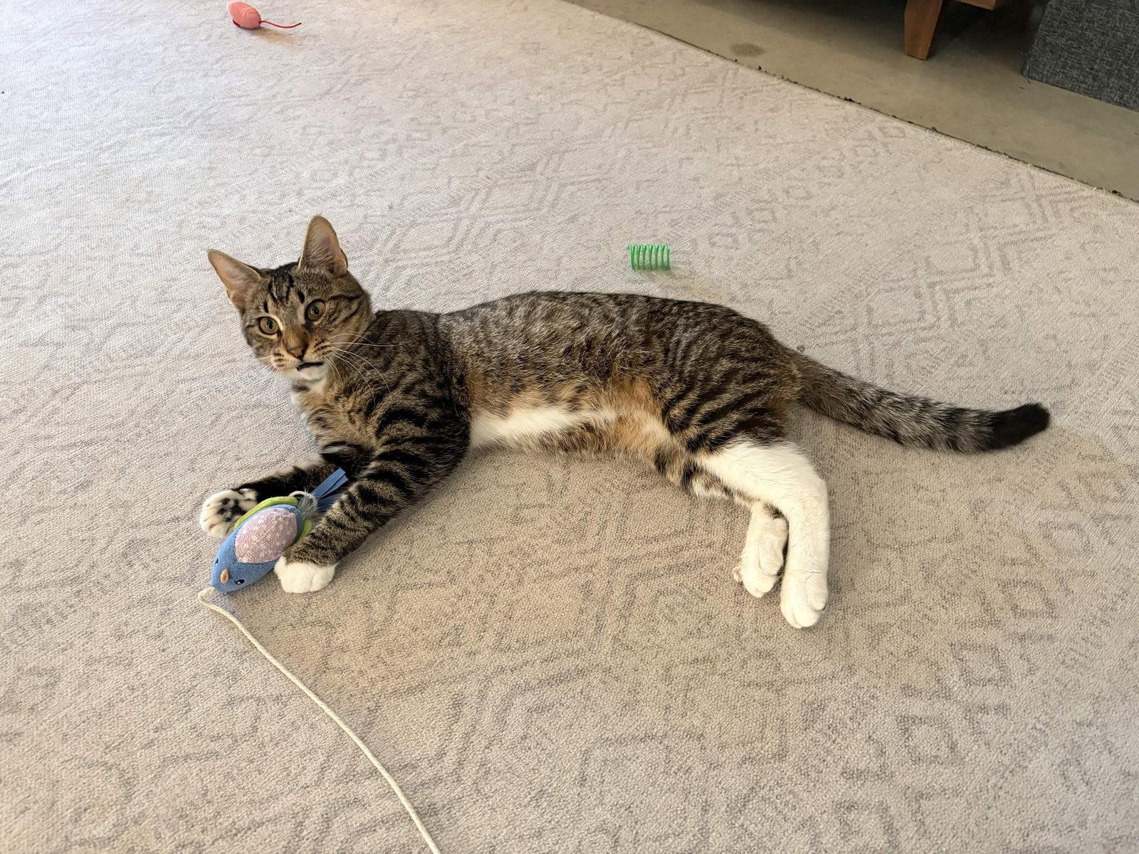 Enlarge Jules, a Adoptable Domestic Short Hair in Fort Worth, TX image 3/3