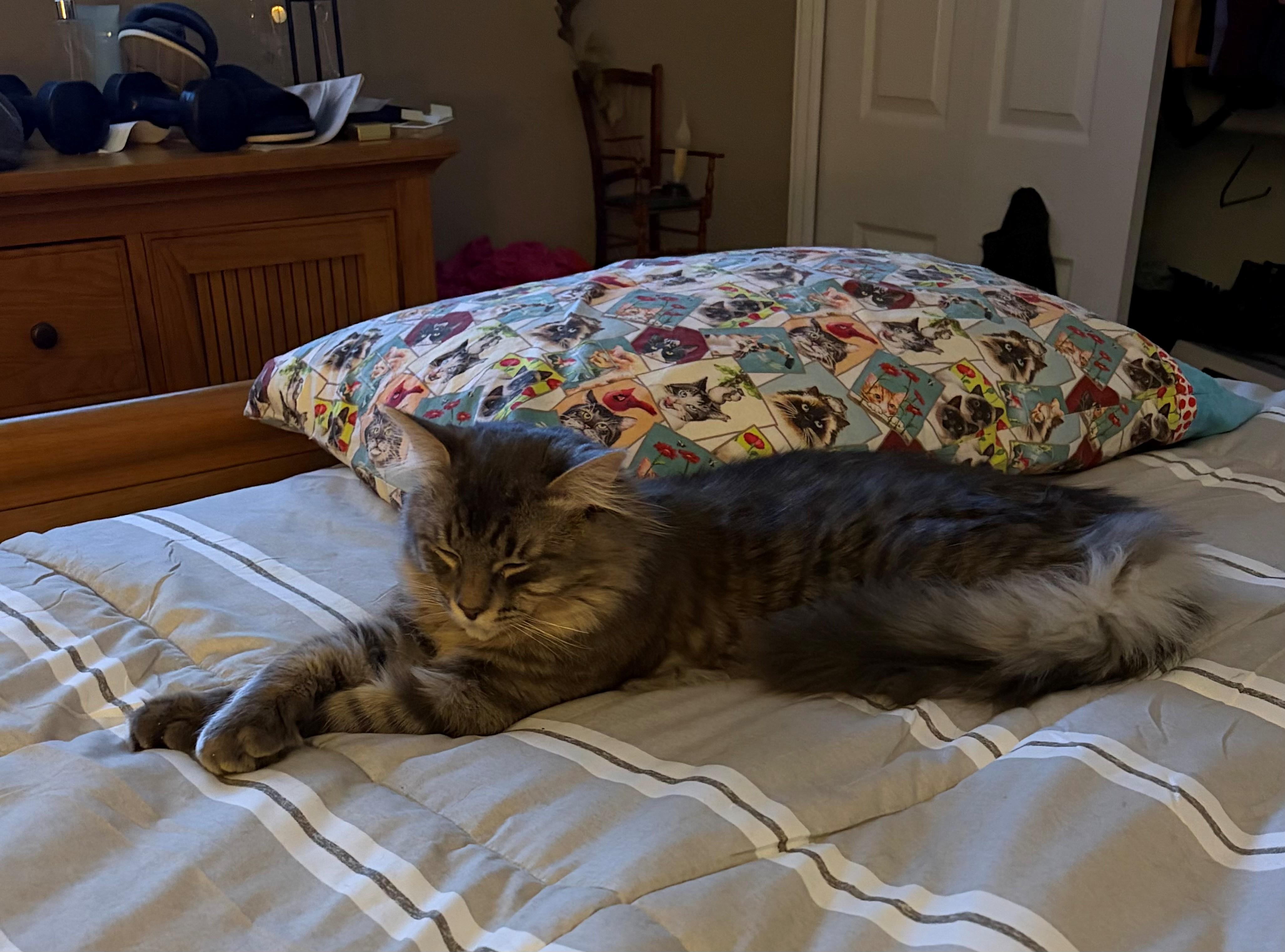 Enlarge Ryder, a ADOPTABLE Tabby in Macomb, MI image 1/3