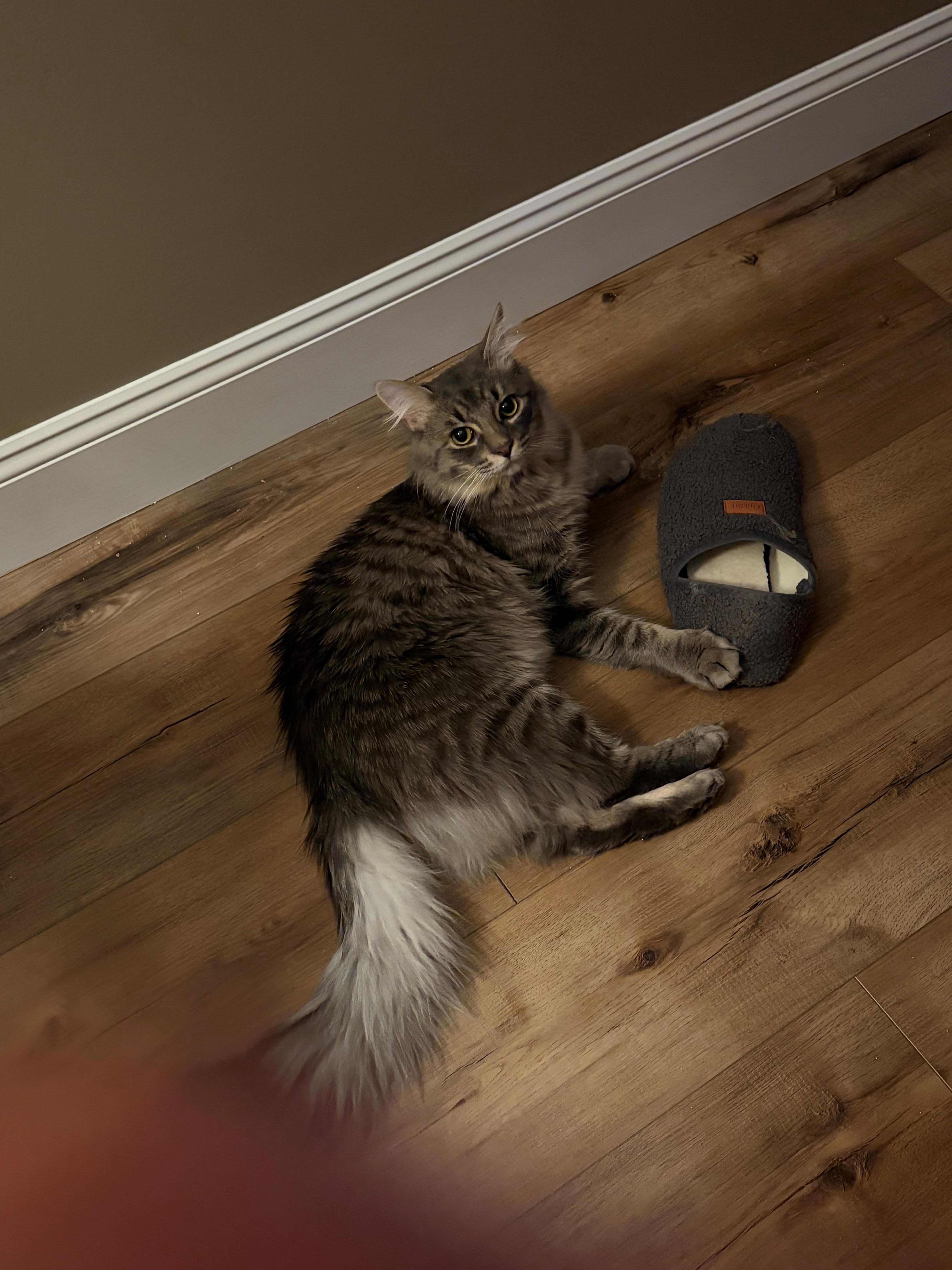 Enlarge Ryder, a ADOPTABLE Tabby in Macomb, MI image 3/3