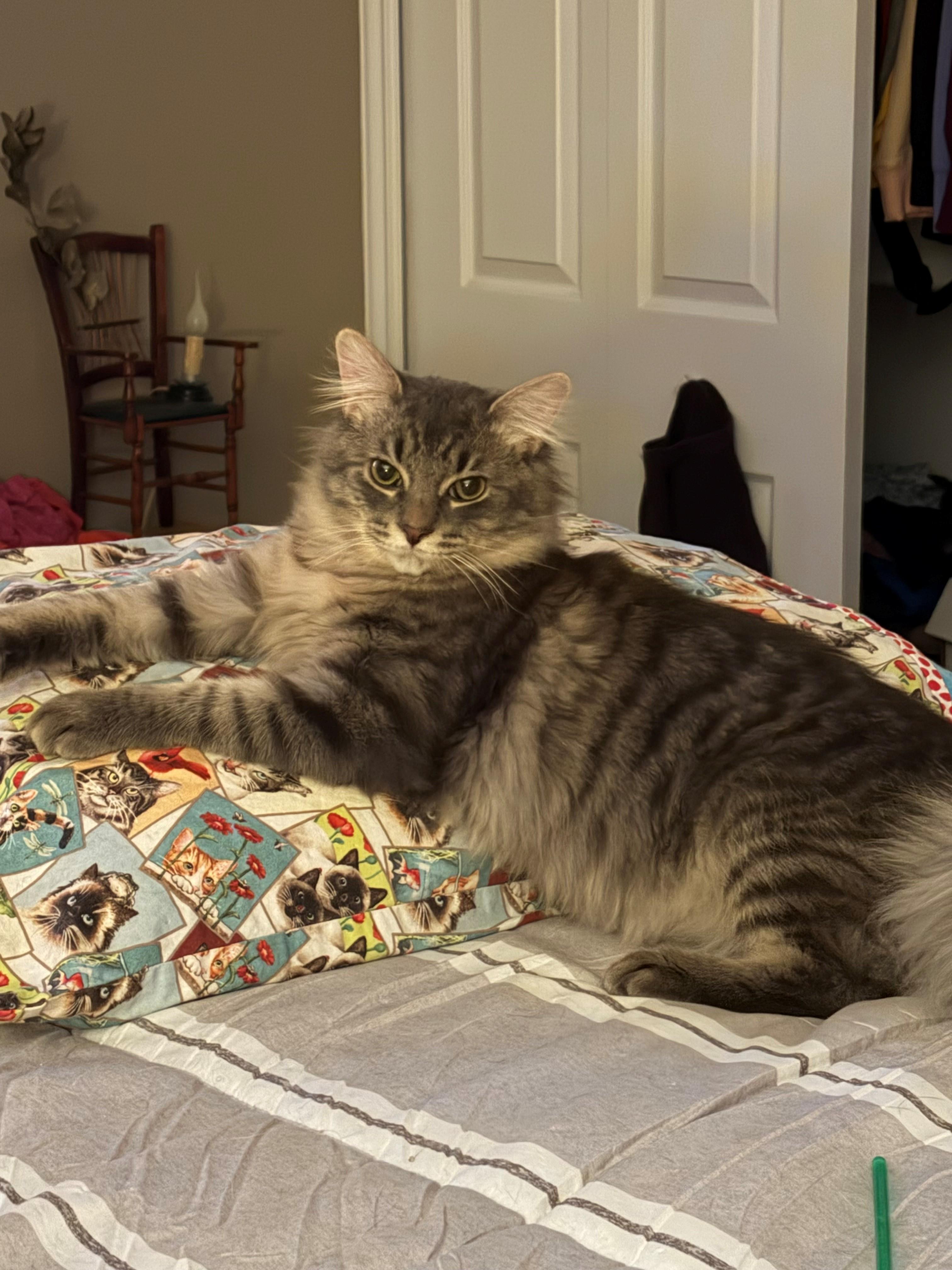 Enlarge Ryder, a ADOPTABLE Tabby in Macomb, MI image 2/3