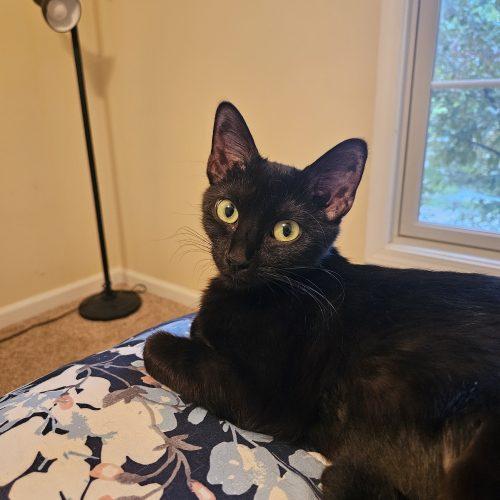 Dove, Adoptable, Adult Female Domestic Short Hair.