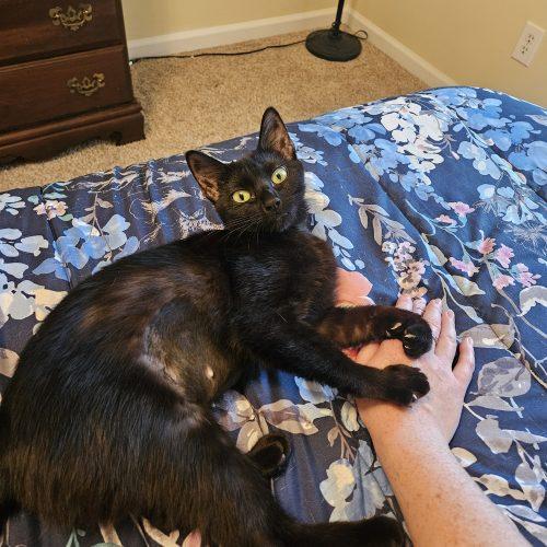 Dove, a Adoptable Domestic Short Hair in Fishers, IN image 2/5