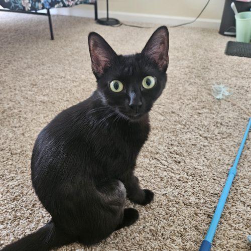 Dove, a Adoptable Domestic Short Hair in Fishers, IN image 3/5