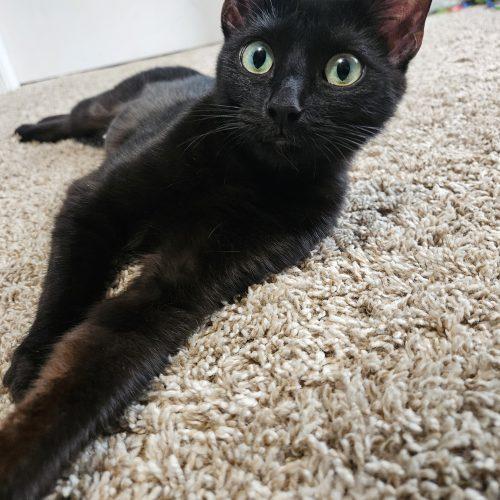 Enlarge Dove, a Adoptable Domestic Short Hair in Fishers, IN image 4/5
