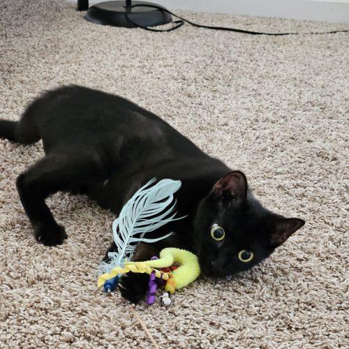 Dove, a Adoptable Domestic Short Hair in Fishers, IN image 4/5