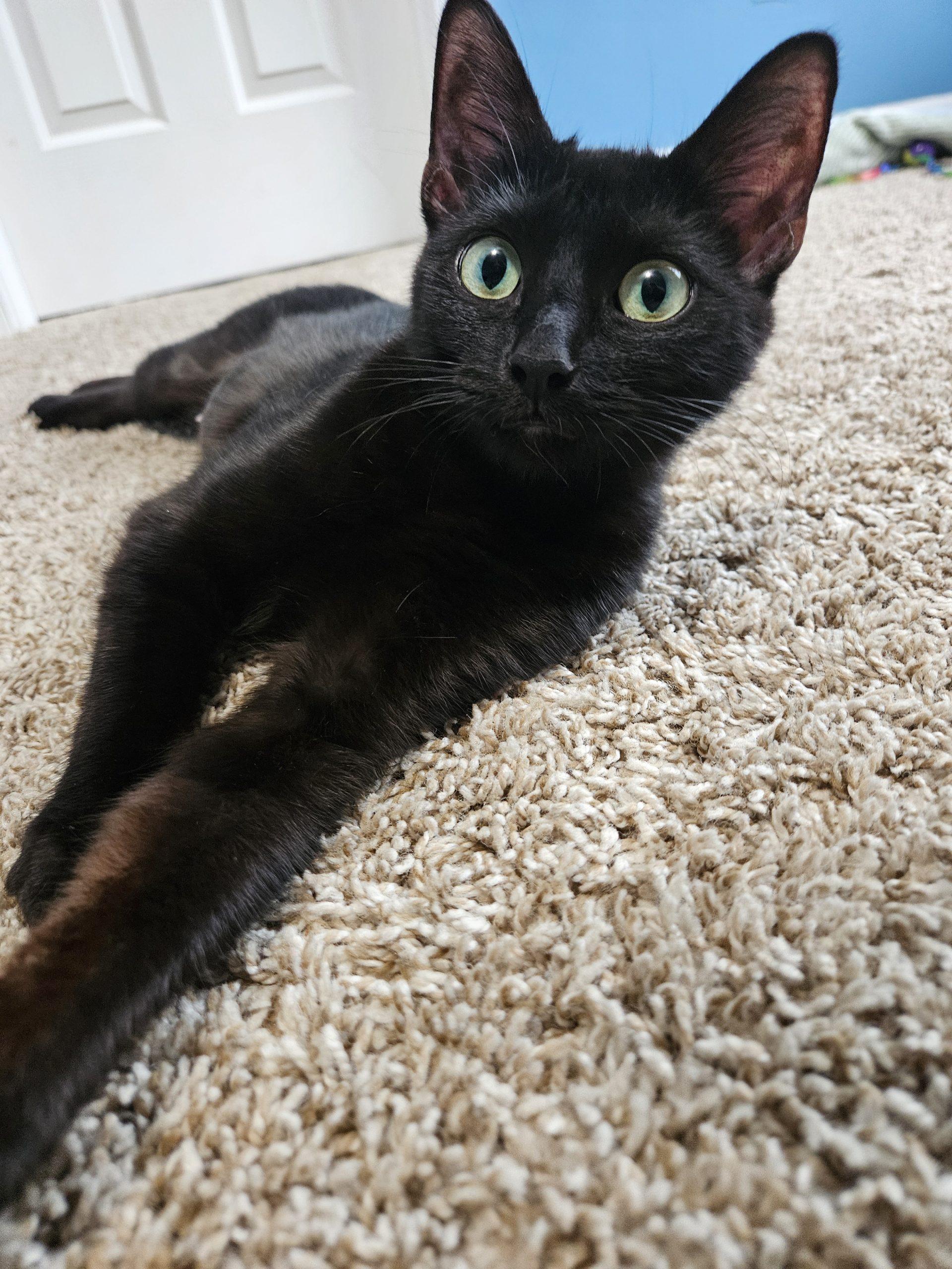 Dove, a Adoptable Domestic Short Hair in Fishers, IN image 5/5