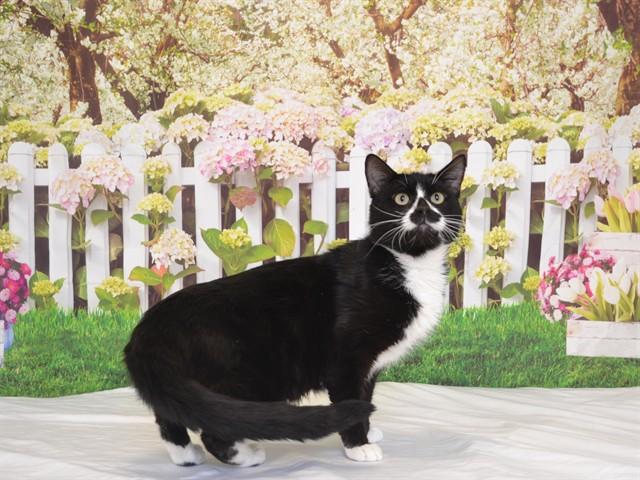 TRIGGER, Adoptable, Young Male Domestic Short Hair & Domestic Short Hair.