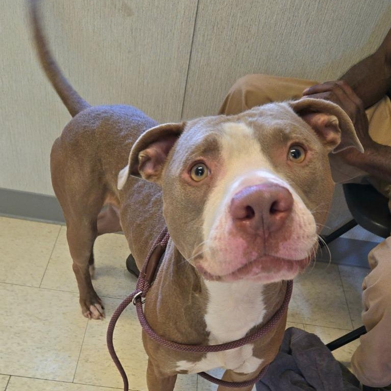 BuckyRaw, ADOPTABLE, Young Male Pit Bull Terrier.