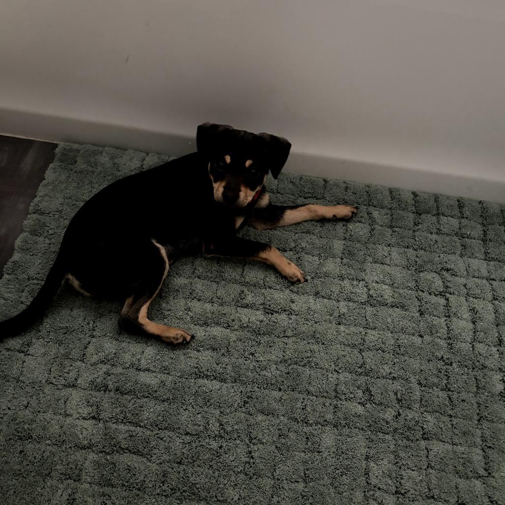 Maple - Adoptable Pet | Petfinder | Petfinder