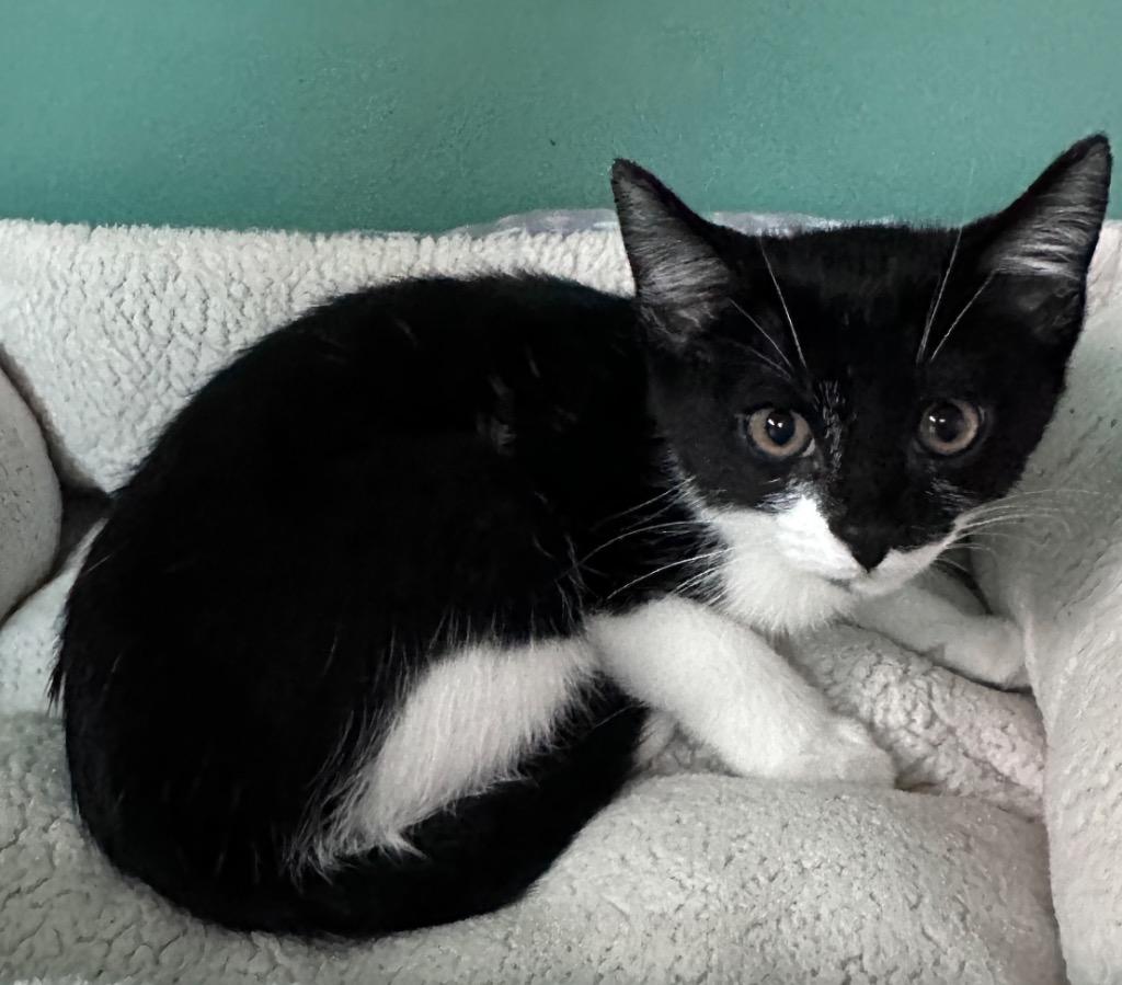 Enlarge Peppermint, a Adoptable mixed breed in Waynesville, MO image 1/1