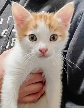 Enlarge Doodle, an adopted Domestic Short Hair in Fair Oaks, CA image 2/4